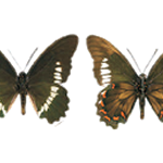 Battus polydamas