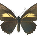 Battus crassus female