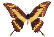 Heraclides thoas female