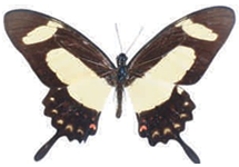 Heraclides torquatus