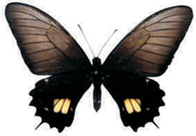 Heraclides torquatus female