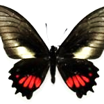 Mimoides ariarathes