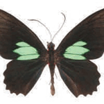 Parides sesostris