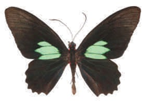 Parides sesostris