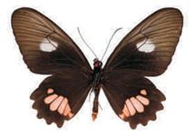 Parides vertumnus