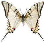 Protesilaus protesilaus