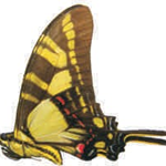 Protographium thyastes female