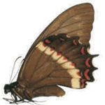 Pterourus aristeus female