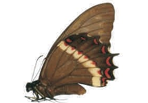 Pterourus aristeus female
