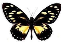 Papillio ascolius female