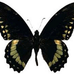 Pterourus birchalli male