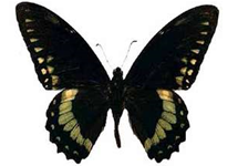 Pterourus birchalli male