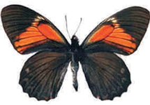 Pterourus euterpinus