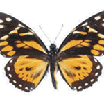 Papillio zagreus