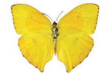 Phoebis neocypris rurina