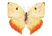 Phoebis neocypris rurina female