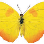 Phoebis philea
