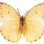 Phoebis philea female