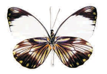 Pieriballia mandela apicalis
