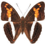 Adelpha delinita