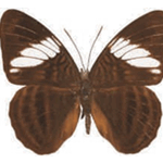 Adelpha epione