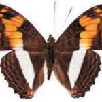 Adelpha erotia