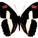 Adelpha iphicla