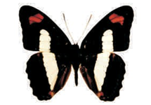 Adelpha iphicla