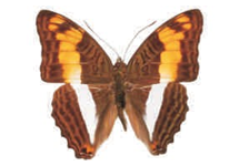 Adelpha phylaca