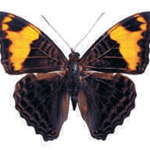 Adelpha ximena