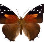 Historis acheronta