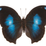Napeocles jucunda