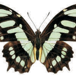 Siproeta stelenes