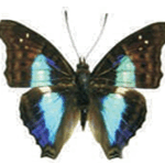 Doxocopa cherubina