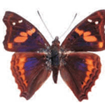 Doxocopa elis