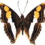 Doxocopa laure