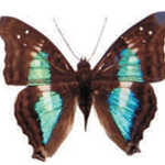 Doxocopa lavinia