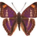 Doxocopa pavon