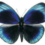Asterope leprieuri optima