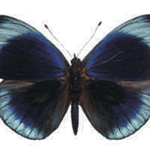 Asterope leprieuri philotima