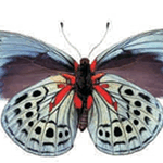 Asterope leprieuri philotima