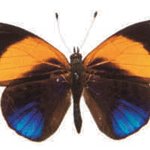 Asterope markii davisii