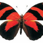 Callicore cynosura