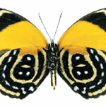Callicore cynosura female