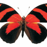 Callicore cynosura
