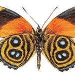 Callicore eunomia