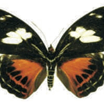Catonephele numilia female