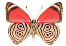 Diaethria clymena