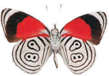 Diaethria neglecta
