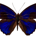 Eunica alpais